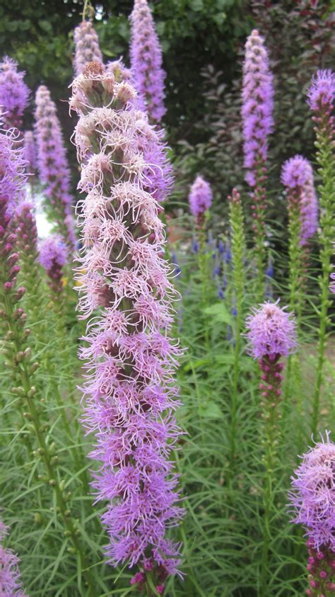 Image result for liatris images