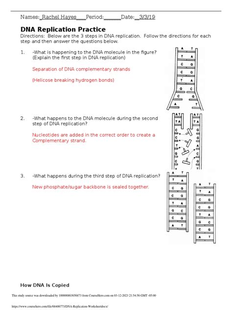 Image result for DNA Replication Worksheet Answer Key