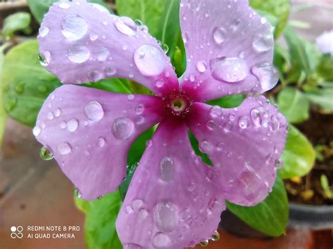 Image result for Redmi Note 8 Teste Camera