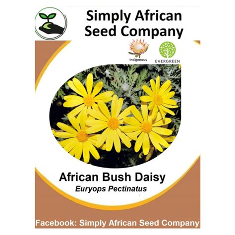 African Bush Daisy seeds - simplyafricanseedcompany