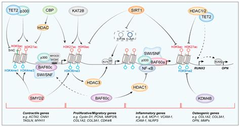Chromatin Remodeling in VSMC Phenotype Switching During Vascular ...
