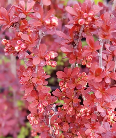 Orange Rocket Barberry