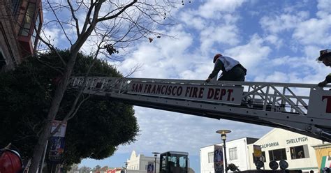 SFFD, animal control rescues heron tangled in tree by fishing line ...