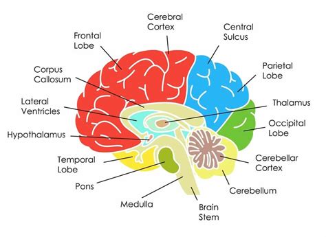 Bildergebnis für anatomy brain