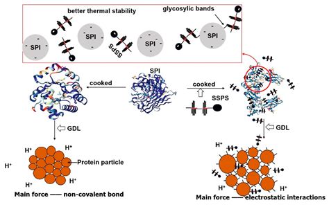 Effect of Soybean Soluble Polysaccharide on the Formation of Glucono-δ ...