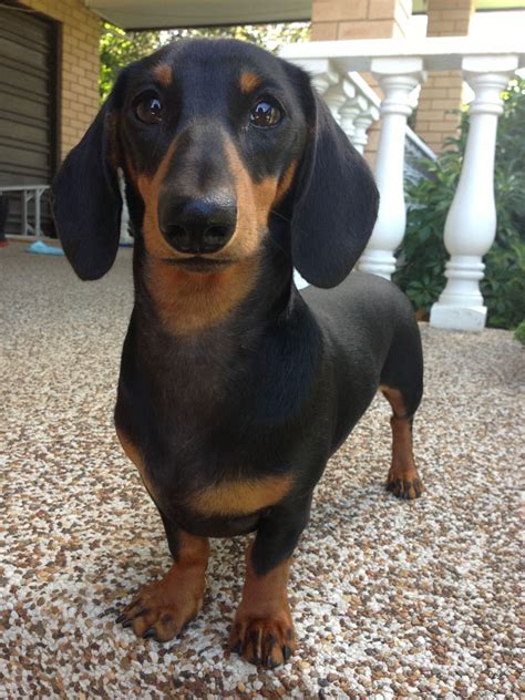 my baby - honda | Black and tan dachshund, Short haired dachshund ...
