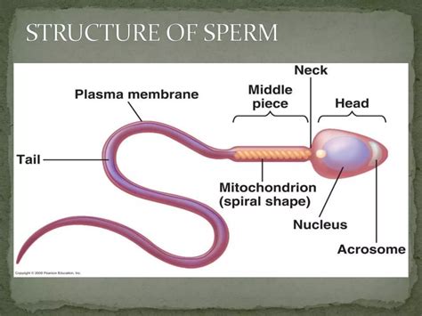 Conception Process Step by Step 的图像结果