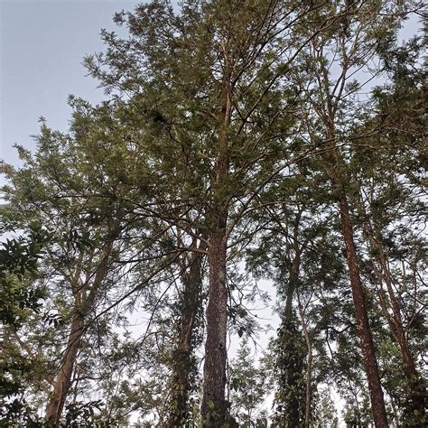 NTR HERITAGE RESORT (NALLATHAMBI RESORT) (Kolli Hills, Tamil Nadu ...