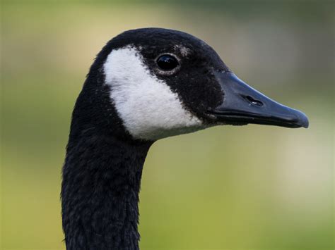 Can Birds Smell? A Deep Dive On Avian Olfaction
