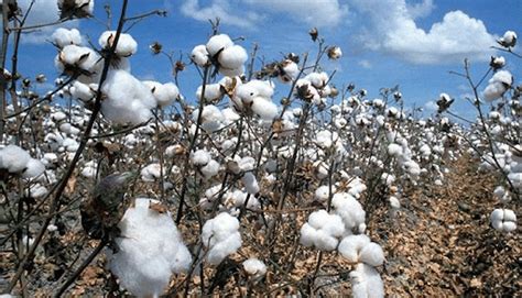 Silver Fiber Revolution (Technology Mission on Cotton) - Agriculture Notes