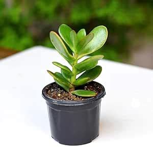 India Gardening Original Kuberakshi (Crassula Ovata) Vastu Plant | Jade ...