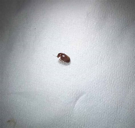 发现房间里有一种小虫，很小，2毫米左右，会飞，经常在书桌上或者床头看见，不知道是什么虫子,会咬人吗？_百度知道