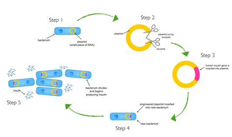 Image result for Genetic Engineering Process Diagram