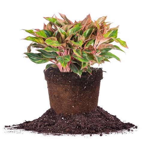 Buy Red Chinese Evergreen Aglaonema 'Siam Aurora' | Perfect Plants