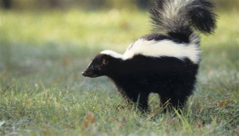 How to Get Rid of Skunks Digging Mulch | HomeSteady