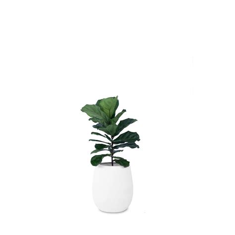 Rubber Plant Care in India: Do's and Don'ts