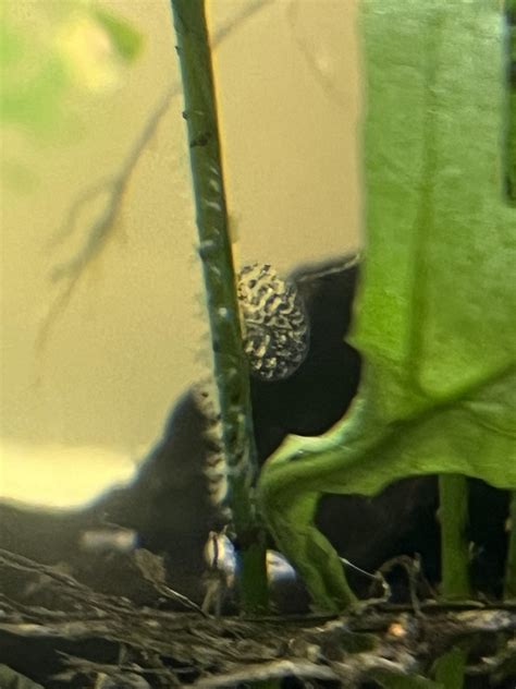Snail eggs? There are bladder snails in my tank : r/Aquariums