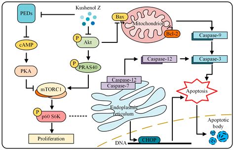 A Novel Flavonoid Kushenol Z from Sophora flavescens Mediates mTOR ...