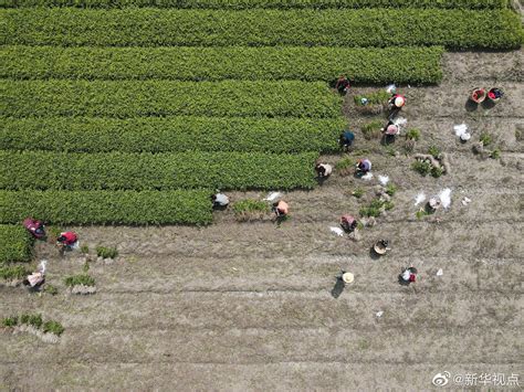 农民在麦田中耕作幸福肥微笑高清图片下载-正版图片501611484-摄图网