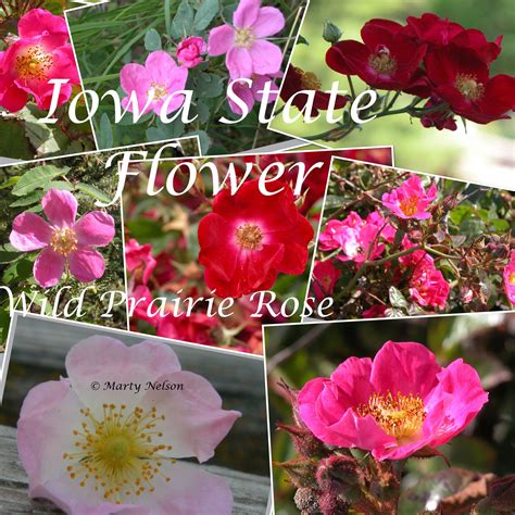 Wild Prairie Rose: Iowa State Flower. ©Photo Copyright by Marty Nelson ...