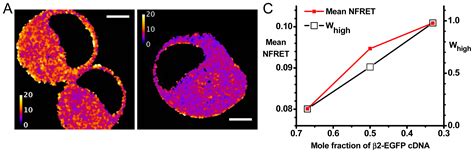 Förster Resonance Energy Transfer (FRET) Correlates of Altered Subunit ...