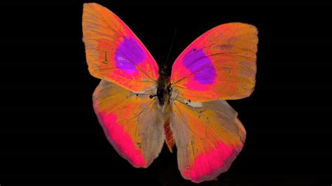 How Animals See Color 的图像结果