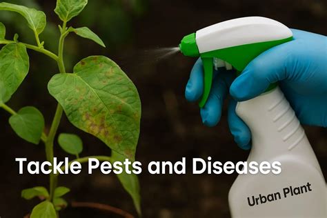 8 Proven Steps: How To Revive Dead Or Dying Plants