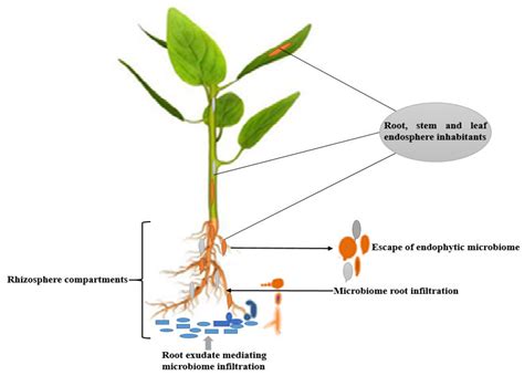 Strategies to Enhance the Use of Endophytes as Bioinoculants in Agriculture