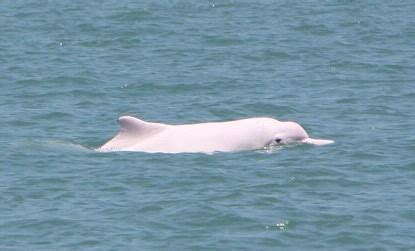 美专家在澳海岸发现新海豚品种 属于白海豚属_科技_环球网