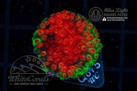 Cyphastrea Red Dawn Coral [buy and inform] at Whitecorals