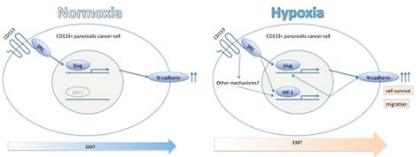 CD133 Modulate HIF-1? Expression under Hypoxia in EMT Phenotype ...