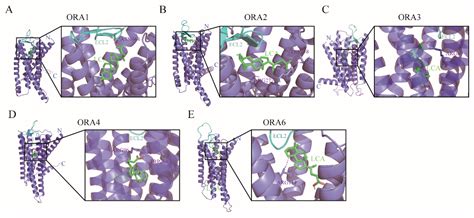 Genome-Wide Identification, Characterization of the ORA (Olfactory ...