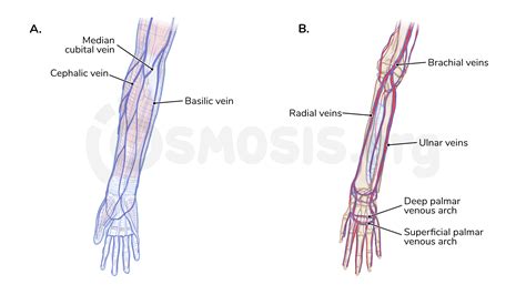 Posterior Arm Veins