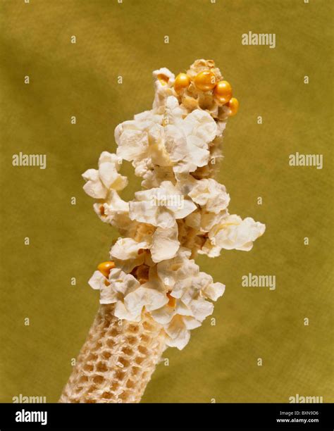 POPCORN, PEARL TYPE (ZEA MAYS EVERTA) / STUDIO Stock Photo - Alamy