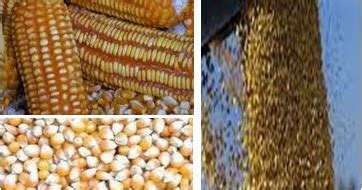Maize / Corn Shipping Services, Grain Carrying Bulk Carrier, Freighters