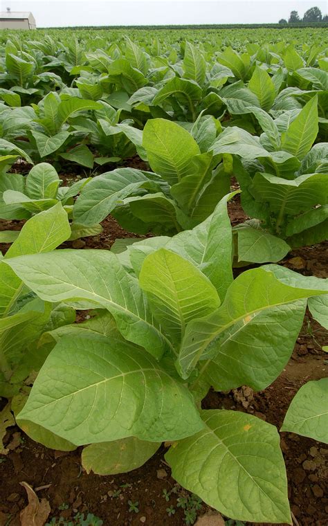 Indigenous Ceremonial Tobacco Growing: Traditions & Practices
