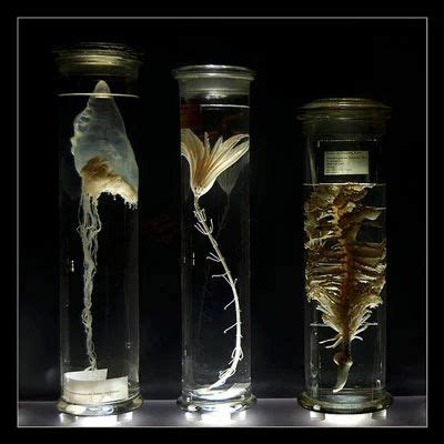 Exporter of Entomology Product & Laboratory Instrument by labcare ...