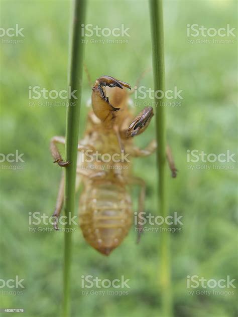 Image result for Empty Cicada Shell