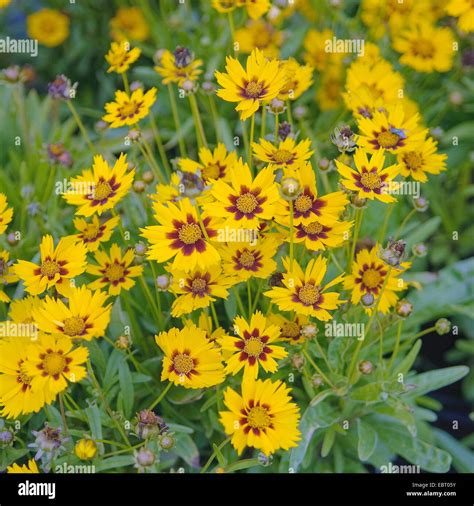 Large-flowered Coreopsis, Large-flowered tickweed (Coreopsis grandiflora 'Sonnenkind', Coreopsis ...