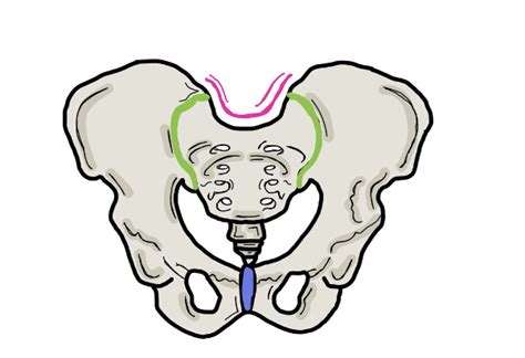 Hip Anatomy Diagram | Quizlet