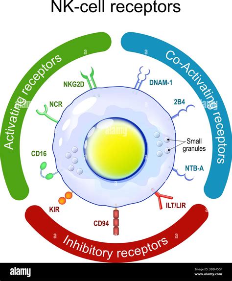 NK-cell receptors. Inhibitory, Co-Activating, and Activating receptors. Vector illustration ...