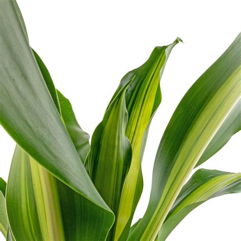 Dracaena fragrans Burley - HydroCare Indoor Plants | Hortology - HORTOLOGY