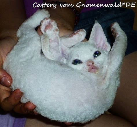 Devon Rex Kätzchen mit Stammbaum in Georgensgmünd | Tiere | Kleinanzeigen