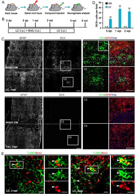 Image result for Astrocyte Neuron Reprogramming