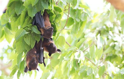 Bats - PEST UK