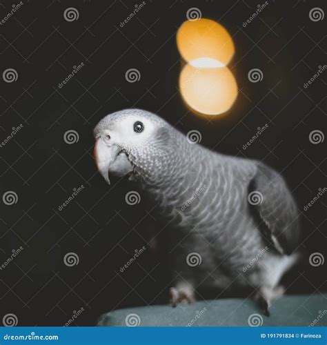 Timneh African Grey Parrot in Dark Room Stock Photo - Image of cute ...