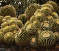 Image result for cactus