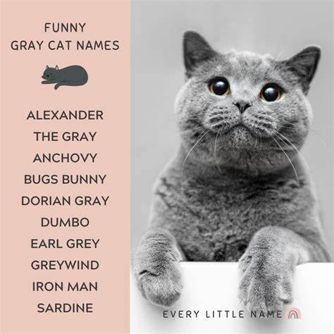 320+ Gray Cat Names (Funny and Purr-fectly Adorable) - Every Little Name