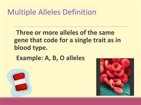 Multiple Alleles Definition