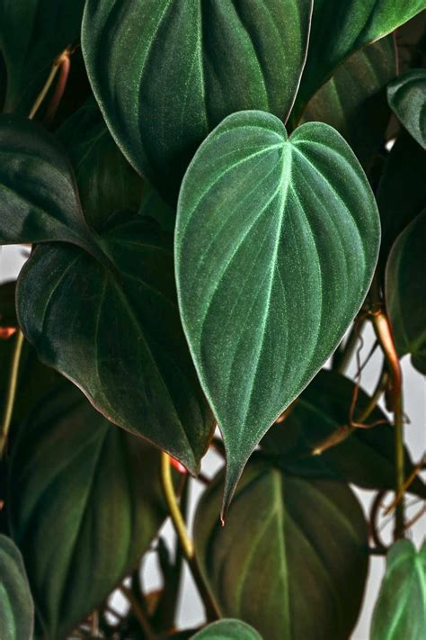 Philodendron micans (The Velvet Leaf Philodendron) Care
